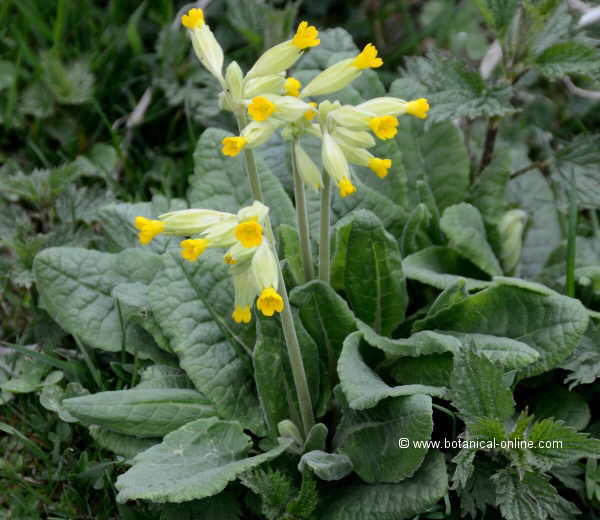 Primula veris