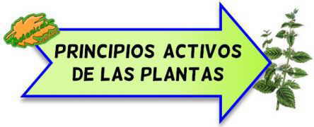 principios activos de las plantas