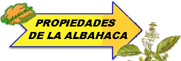 Propiedades de la albahaca dibujo