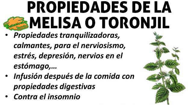 propiedades medicinales y remedios con infusiones de melisa o toronhil, planta hierba