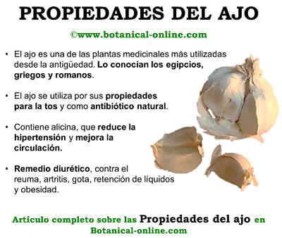 Propiedades de los ajos