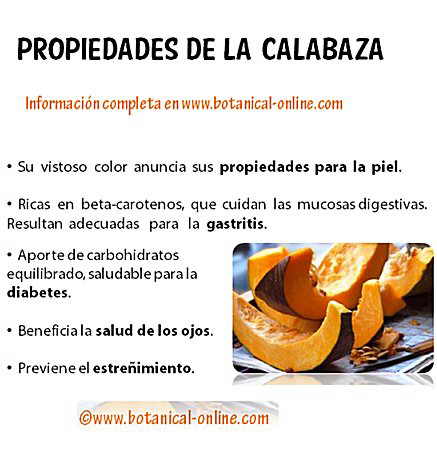 Propiedades calabaza