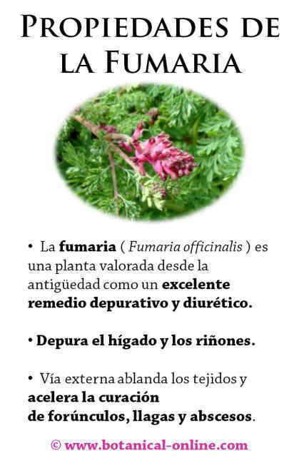 Propiedades De La Fumaria Botanical Online