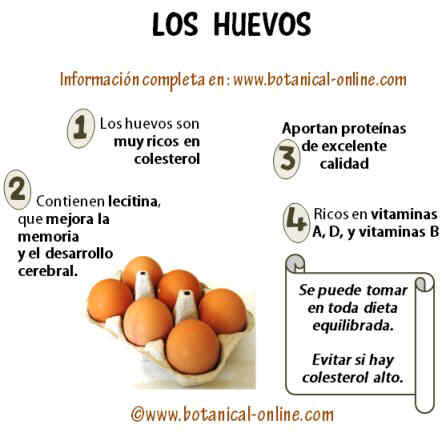 Novia Distante tortura Contenido en grasas de los huevos – Botanical-online