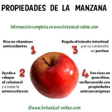 propiedades alimentarias de las manzanas