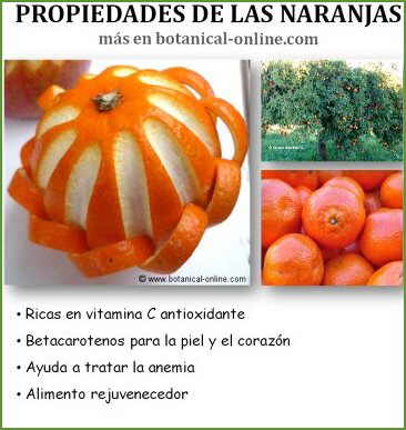 Propiedades de las naranjas