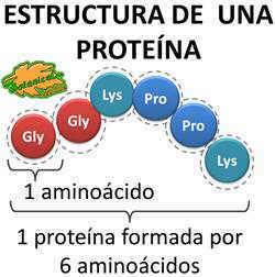 estructura basica de una proteina