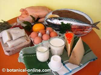 Proteínas de origen animal, pescado, carne, huevos y lacteos