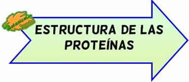 estructura de las proteinas