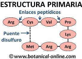 estructura primaria de las proteinas, enlace peptidico y disulfuro