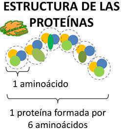 estructura quimica de una proteina