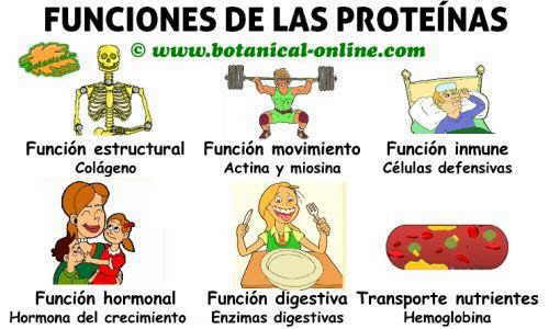 esquema de funciones de las proteinas en el cuerpo y propiedades 