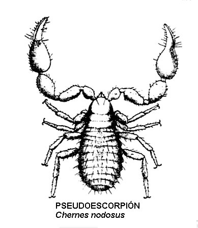 pseudoescorpión