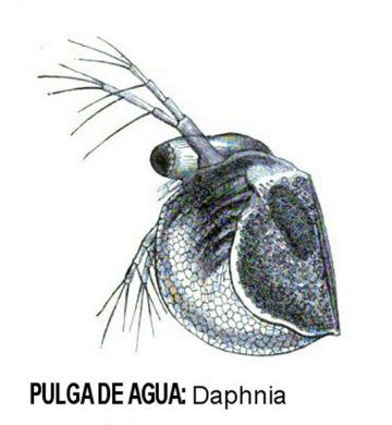 pulga de agua