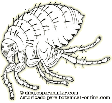 Dibujo de pulga