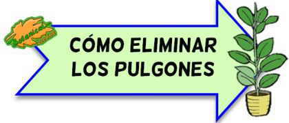 eliminar pulgones