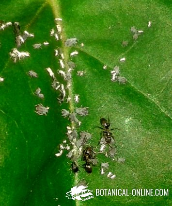 hormigas cultivando pulgones