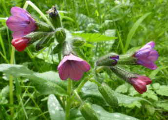 pulmonaria