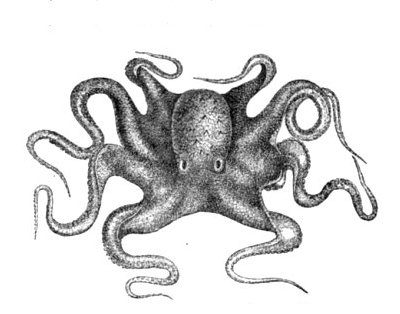 pulpo común (Octopus vulgaris)