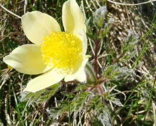 pulsatilla alpina