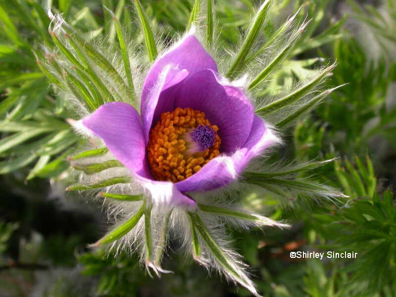 pulsatilla