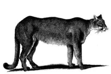 Puma, animal salvaje