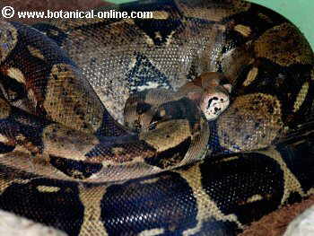 Pitón de la India o pitón tigrina (Python molurus)