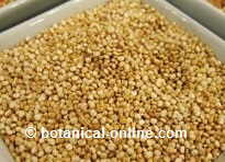 quinoa rica en vitamina b2 o riboflavina