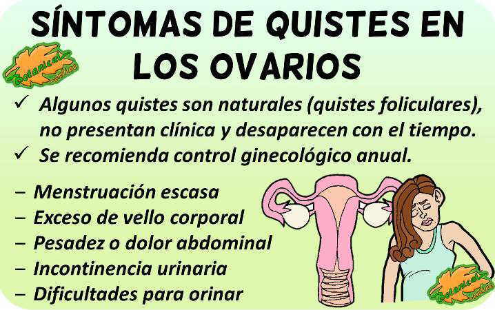 Plantas Medicinales Para Los Quistes En Los Ovarios Botanical Online