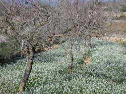 Campo cultivado con rabaniza blanca