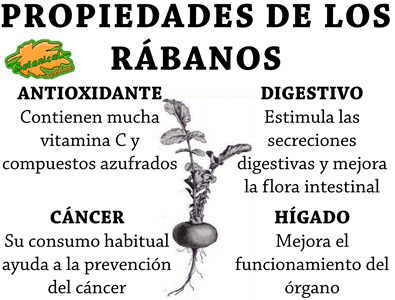 propiedades de los rabanos