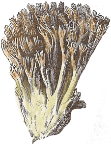 ramaria seta