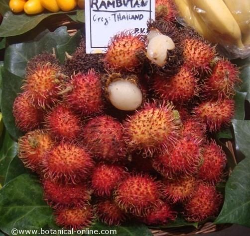 rambutan