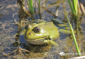 Foto de rana europea común