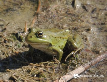 Rana europea común