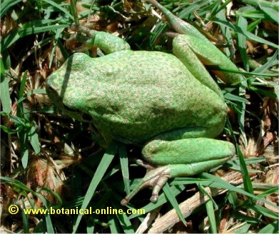  ranita meridional (Hyla meridional) 