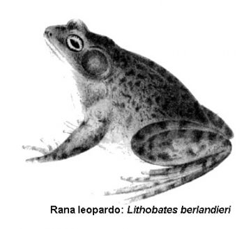 rana leopardo