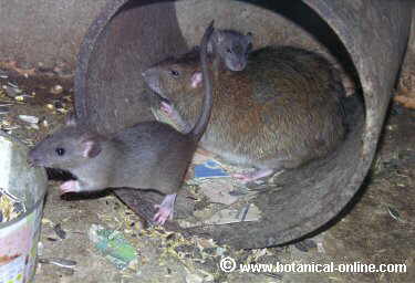 Ratas