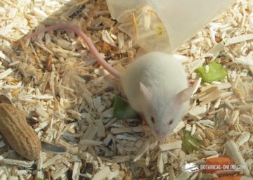 Foto de ratón de laboratorio