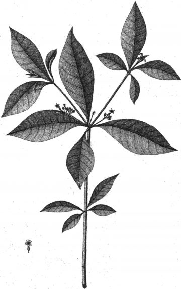 rauwolfia