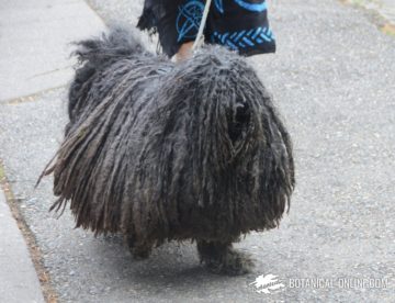 Perro Puli