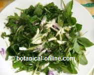 Ensalada plantas silvestres