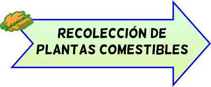 recoleccion de plantas comestibles