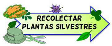 recolectar plantas silvestres