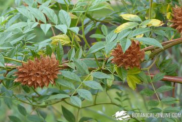 regaliz fruto planta