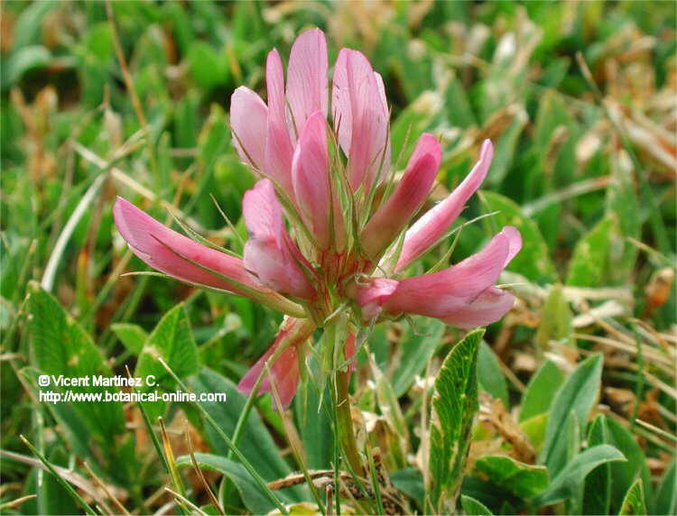 Detalle de las flores de la Flor de Pascua