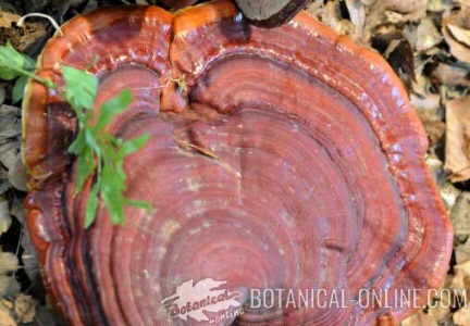 reishi ganoderma lucidum