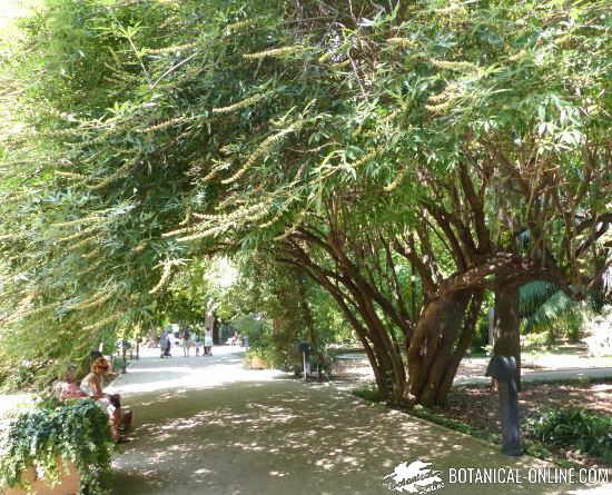 jardin botanico valencia universidad