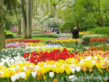 jardin de tulipanes