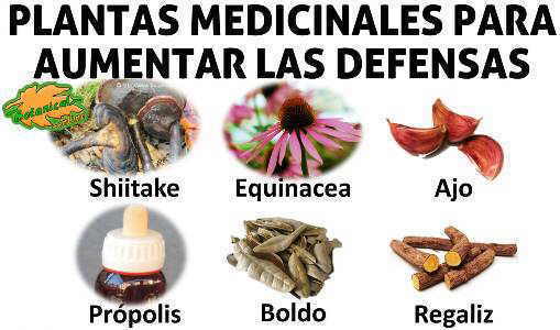 remedios naturales plantas para aumentar las defensas